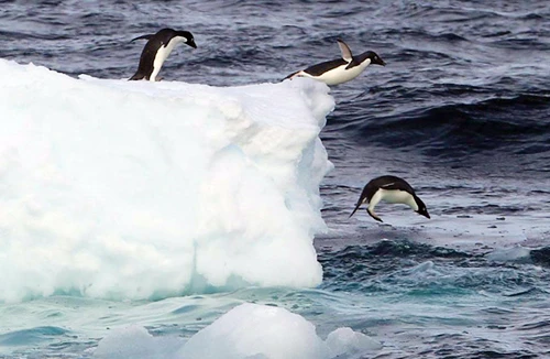 Cảnh báo băng tan gây sốc