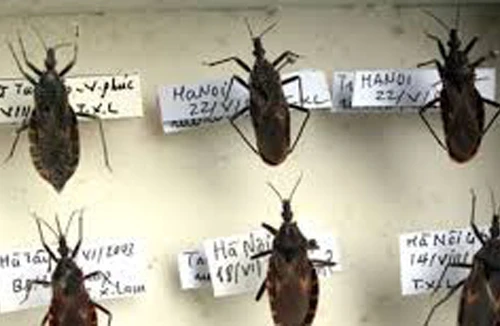 Bọ xít hút máu người lại xuất hiện tại Hà Nội