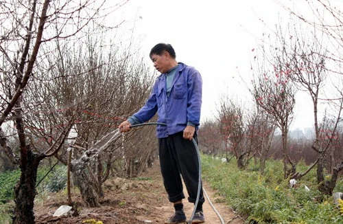 Dịch vụ gửi chăm sóc đào được mùa 