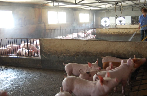 Chất cấm rầm rộ tràn vào trang trại lớn