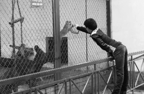 Công viên Hà Nội đang biến dạng