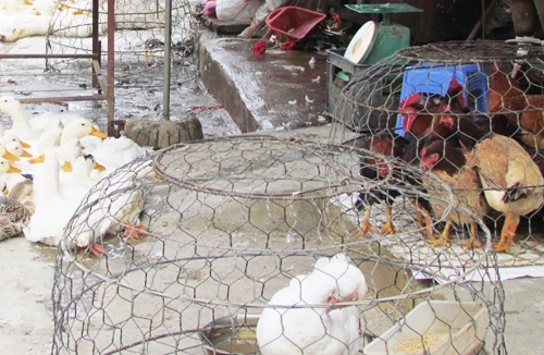 Mối lo cúm gia cầm từ các chợ dân sinh