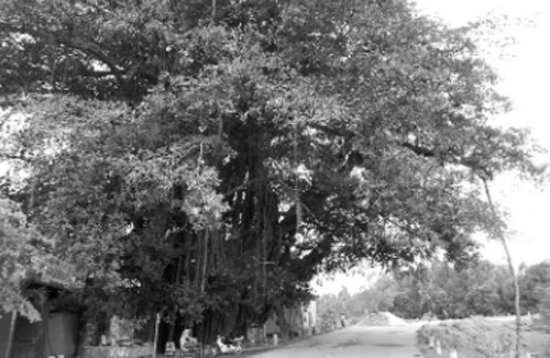 Huyền tích quanh gốc đa làng Tiền