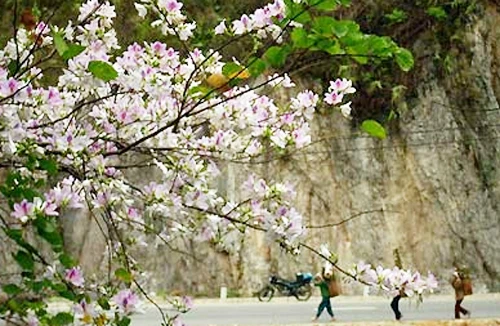 Trắng trời rừng ban Tây Bắc