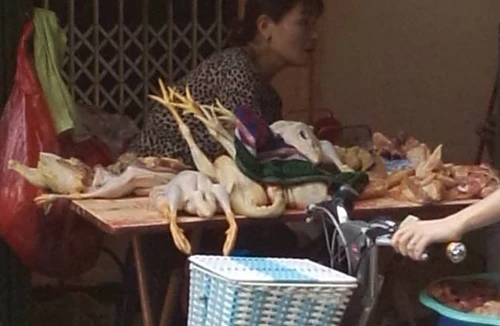 Phớt lờ cúm gia cầm