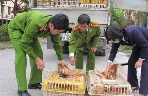 Phê duyệt kế hoạch ứng phó khẩn cấp với cúm gia cầm