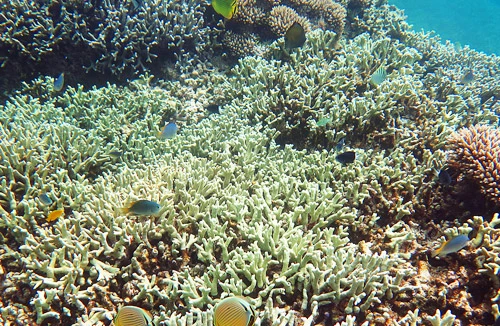 Lặn tìm xứ sở thần tiên 