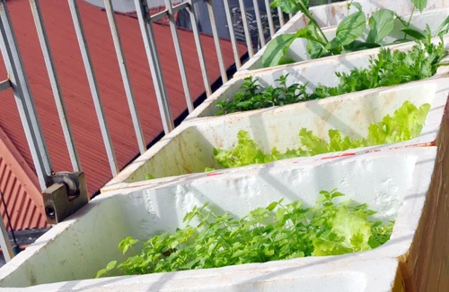 Thuê kỹ sư trồng rau sạch tại gia