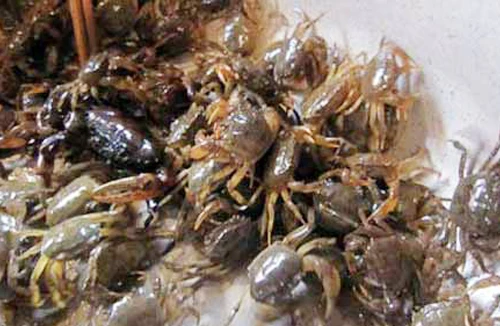 Thủy sản Hà Nội bị nhiễm kim loại: Ai được quyền công bố?