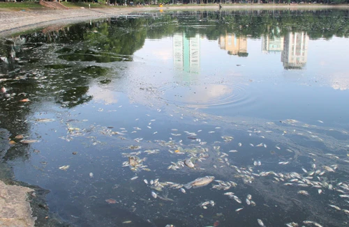 Thay đổi thời tiết, cá chết nổi trắng hồ Thiền Quang