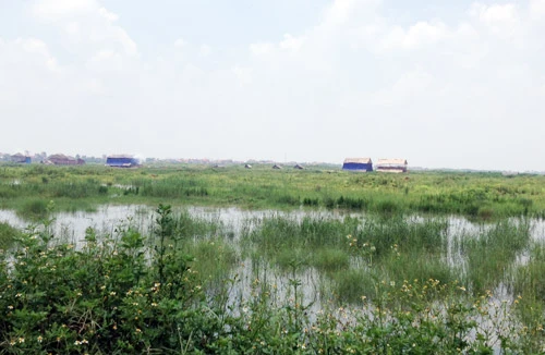 Hàng trăm héc ta hoa màu bị đầu độc