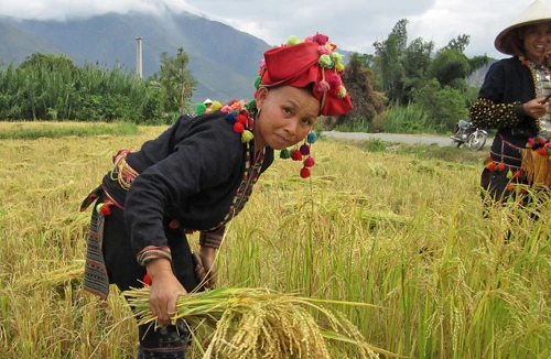 Mường Than mùa lúa vàng