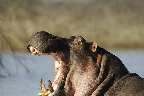 Hà mã lật thuyền khiến hơn chục trẻ em thiệt mạng