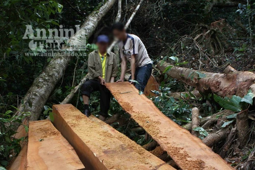 Lâm tặc “công khai” phá rừng, chính quyền... không hề hay biết!