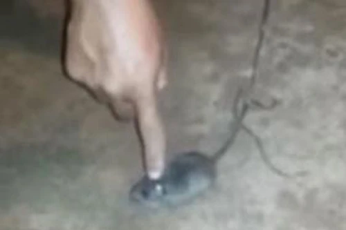 Dùng chuột vận chuyển ma túy trong tù