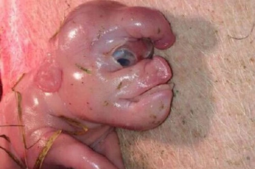 Xem lợn sơ sinh mặt người và vòi dính trên trán