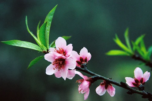 Cùng lắng nghe những mong ước giản dị khi mùa Xuân về