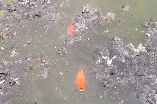 Cá chép bơi xuyên qua tro tàn, đưa Táo Quân chầu trời