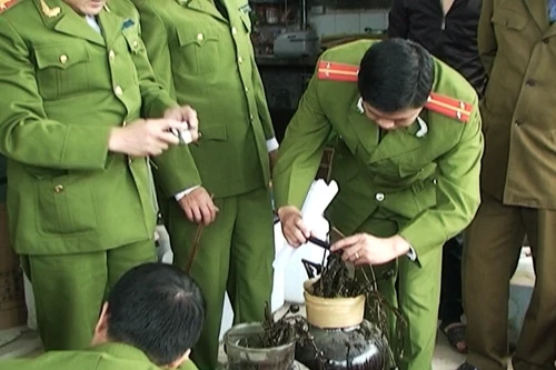 Thiếu chế tài xử lý với việc trồng, ngâm thân, củ, quả cây thuốc phiện