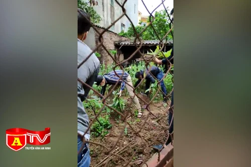 Trồng cây anh túc ngay trong vườn nhà để chữa đường ruột cho chim cảnh