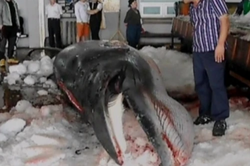 Hàn Quốc có thể hủy kế hoạch săn cá voi gây tranh cãi