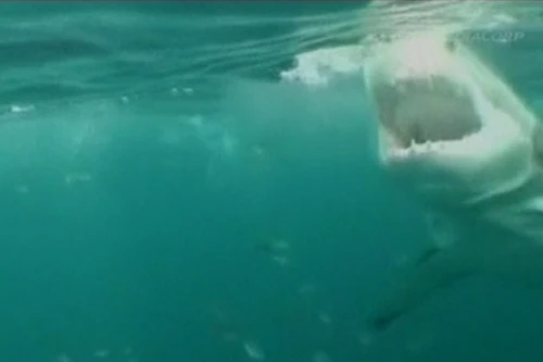 Tranh cãi về việc bảo vệ cá mập sau vụ tấn công người