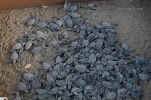 Hàng nghìn trứng rùa và rùa con bị chết