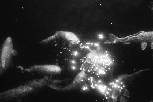  15 bức ảnh khổ lớn tái hiện "Mầm sống trong đêm"