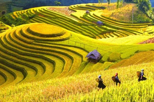 Du lịch "mùa vàng" Hoàng Su Phì theo hình thức trực tuyến