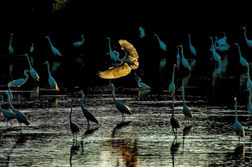 "Buổi sáng của đàn cò" đoạt giải Nhất cuộc thi ảnh về các vùng đất ngập nước của Việt Nam