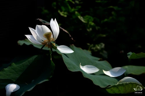 Triển lãm ảnh sen "Mùa Vu Lan và những cánh cửa yêu thương"