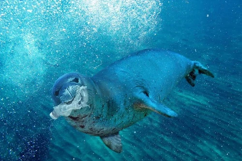 Triển lãm online "Thức" - Vén màn những bí ẩn bị khuất lấp của đại dương