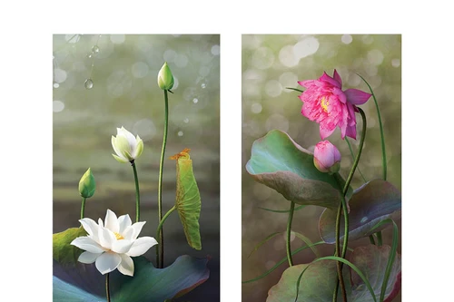 "Tình sen": Triển lãm nhiếp ảnh đầu tay của Hoàng Bích Vân