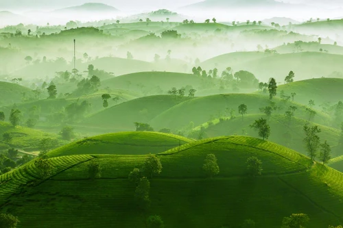 Bức ảnh chụp đồi chè Phú Thọ giành Huy chương Bạc cuộc thi ảnh quốc tế 