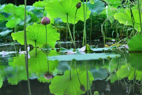 {Ảnh} Lạc vào chốn thần tiên cùng những sắc màu tươi mát của sen