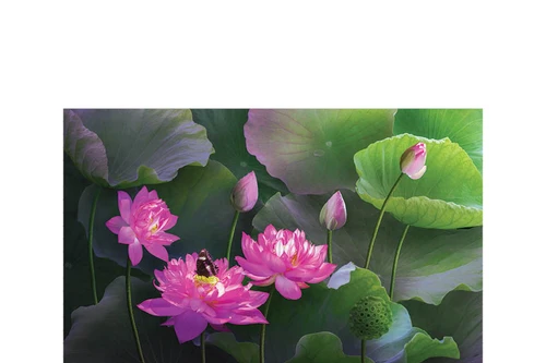 Hoa sen đẹp tinh khôi qua các bức ảnh của Hoàng Bích Vân