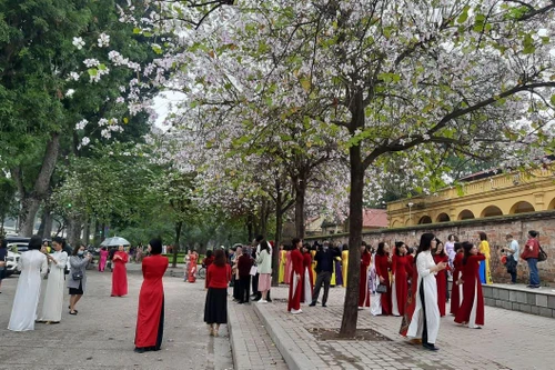 {Ảnh} Ngày 8/3: Áo dài chụp ảnh với hoa ban