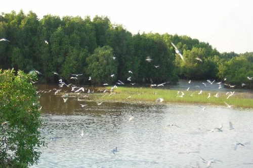 Lênh đênh Tràm Chim mùa nước nổi