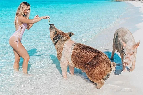 [ẢNH] Tắm biển cùng lợn - Trải nghiệm lạ hút khách du lịch