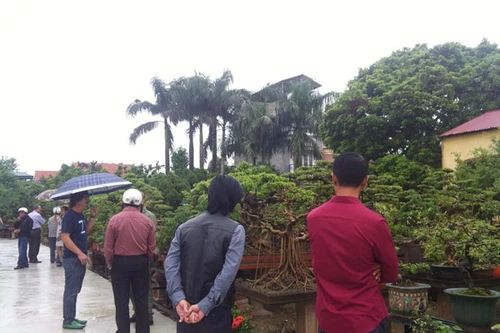 Sân chơi mới cho những người yêu cây cảnh