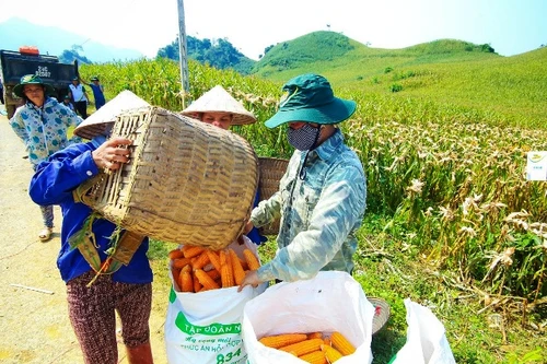 Không hiểu nhưng vẫn thích trồng ngô biến đổi gene