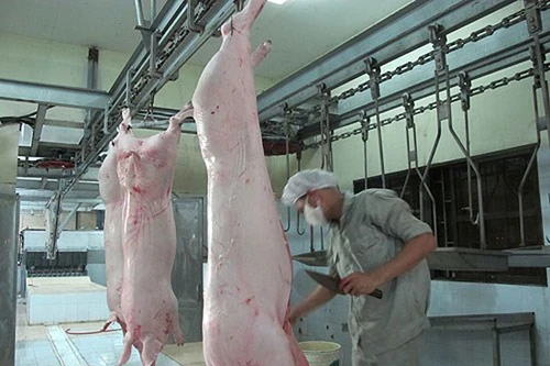 Không giết gia súc, gia cầm bằng búa