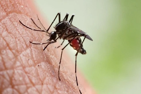 [ẢNH] Những sự thật ít người biết về loài muỗi - "sát thủ tí hon" trong thế giới động vật