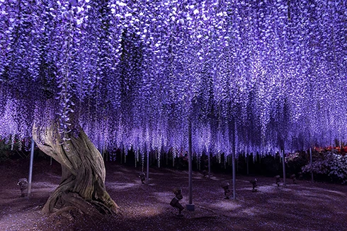 [ẢNH] Chiêm ngưỡng những loại cây "độc- lạ" nhất hành tinh