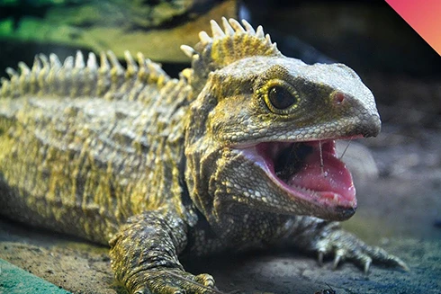 [ẢNH] Top những động vật sống "thọ" nhất trái đất