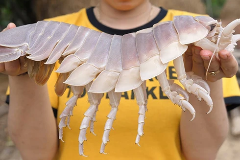 [ẢNH] 6 món đặc sản biển gây ấn tượng bởi vẻ ngoài "kỳ dị"