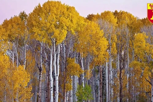 Cây cổ thụ nào có tuổi thọ lâu đời nhất trên thế giới?