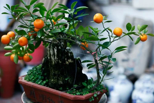 Đào, quất "khủng" lên ngôi