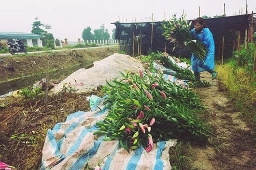 Nước mắt hoa ly