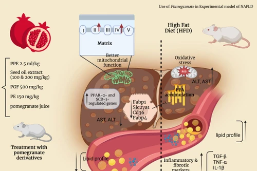 Loại trái cây nên ăn hằng ngày để giải độc gan và thận tự nhiên